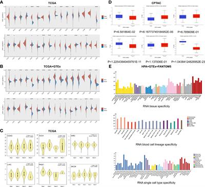 A Pan-Cancer Analysis of the Oncogenic and Immunogenic Role of m6Am Methyltransferase PCIF1